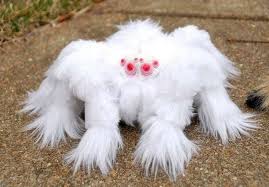 Image result for tarantula