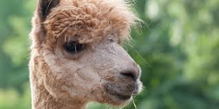 Alpaca | Smithsonian's National Zoo and Conservation Biology ...