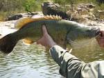 Maccullochella peelii Murray Cod - Department of the Environment