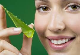 Image result for aloe vera