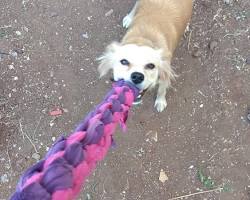 dog playing with a Tshirt rope toyの画像