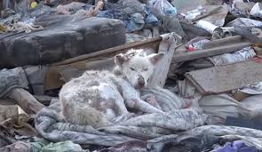 Homeless, Diseased Dog Rescued from Trash Dump [VIDEO]