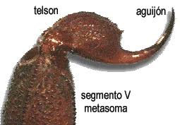 Resultado de imagen para aguijon del escorpion por dentro