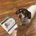 Jersey City rallies to help find dog missing for 15 days