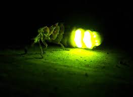 File:El brillo de las luciérnagas.jpg - Wikipedia
