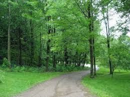 Image result for Tree plantation