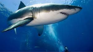 Image result for greatwhiteshark