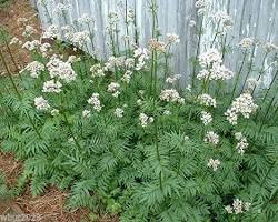 Valerian plant resmi