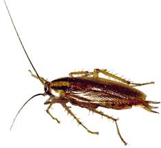 images?q=tbn:ANd9GcSq_K6pRWYBwuEXO-QmtyHFmW3gmNGfH8t2UsgcLlFAkERvndhR