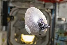 Astronaut Shares Photo of Purple Potato Grown on ISS