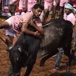 Injured Palamedu Jallikattu