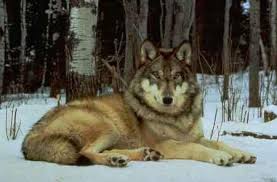 external image images?q=tbn:ANd9GcSqdJOUyEWkC92c7wlzVo2iWguvr59hodbbWuUe35zPy2kVvhLv