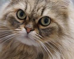 ペルシャ猫の画像