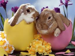 Image result for Easter Bunny