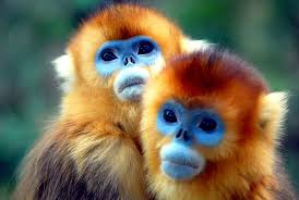 Image result for MONKEYS