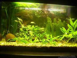 Aquarium von Stefan Erichsen: Becken 8301