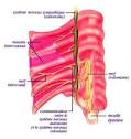 Douleur intercostal