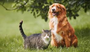 Pets barrados: cachorros e gatos proibidos em parques estaduais