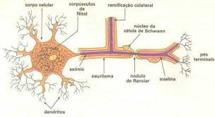 Resultado de imagem para imagens de celulas tecidos