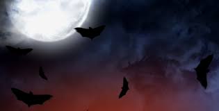 Image result for Moonbats