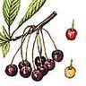 R&eacute;sultat de recherche d'images pour "merisier fruit"