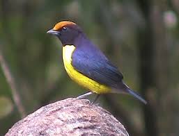 Image result for orange bellied euphonia