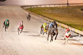 ¡Carreras al Rojo Vivo! ¿Qué Pasa con los Galgos y Santa Anita? - Imagen principal del artículo