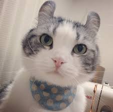 Résultat de recherche d'images pour "chat mignon"