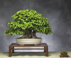 Image result for ‫بونسای‬‎