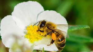 Resultado de imagem para abelha na flor e borboleta