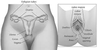 Image result for SEX