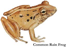 Image result for frogs and toads