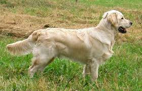 Znalezione obrazy dla zapytania golden retriever biszkoptowy