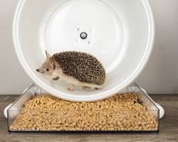 hedgehog wheelの画像