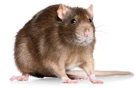 Image result for rat images