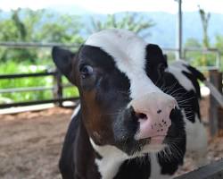 Image of Perawatan kesehatan sapi perah