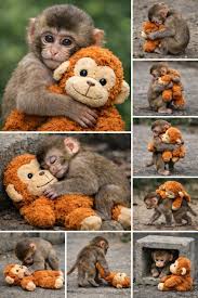 🐒🧸 A tiny bond that melts hearts 💛 An abandoned baby ...