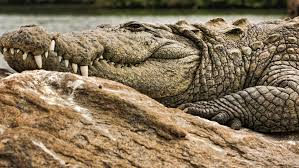 Image result for the mugger crocodiles