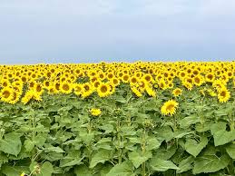 Sunflower markets largely unchanged