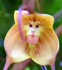 Image result for ����С���m