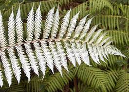 Image result for silver fern