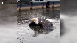 Viral bald eagle presumed to be Jackie in critical condition after rescue