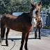 Miami's Long, Weird History of Animal Abuse Cases