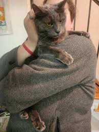 Có khi nào con mèo này là mèo Chartreux không? : r/cat