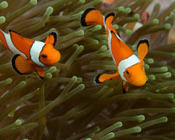 Clownfish sea animal