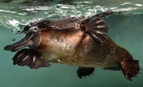Image result for platypus