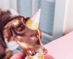 dog wearing a birthday hat and eating a cakeの画像