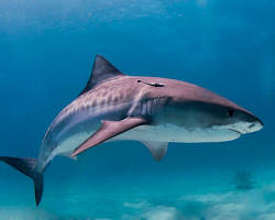 Image of Tiger Shark