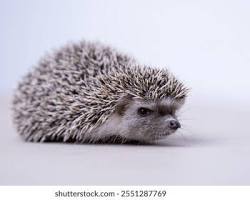 Porco-espinho