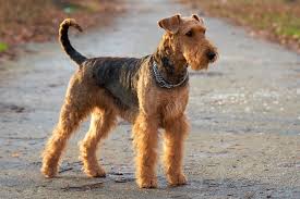  O   σκύλος      Airedale Terrier...